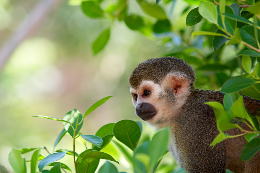 Singe Nuevo Edén Singe Nuevo Edén