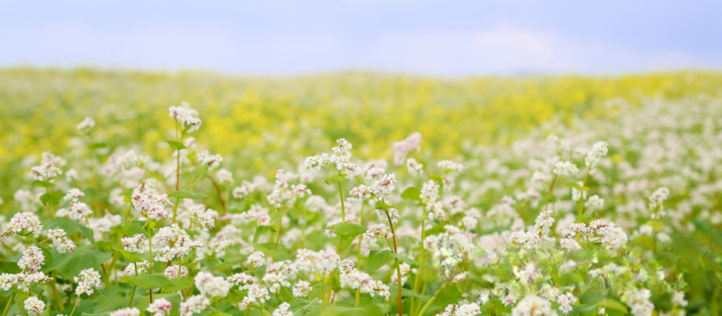 Buckwheat
