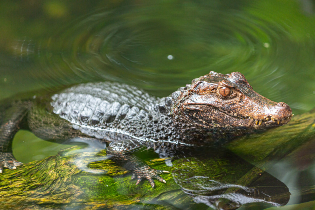 Caiman Nuevo Edén Caiman Nuevo Edén