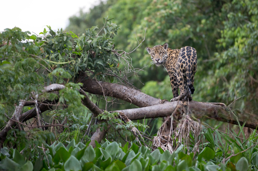 Jaguar Nuevo Edén Jaguar Nuevo Edén