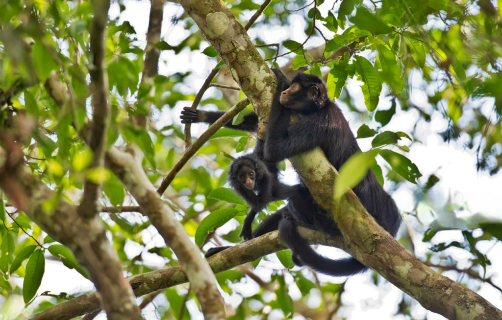 Singe Nuevo Edén Singe Nuevo Edén